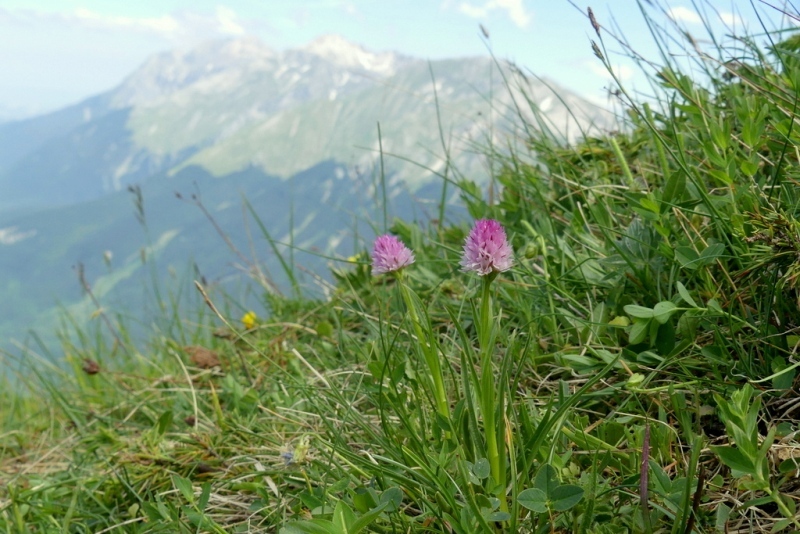 La Nigritella widderi nel Gran Sasso dItalia  luglio 2021.